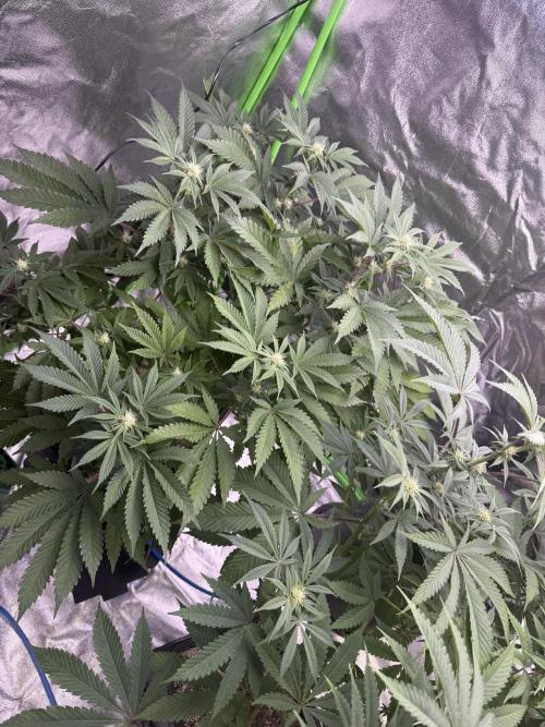 Cali-Octane & Tangie land. Week 16