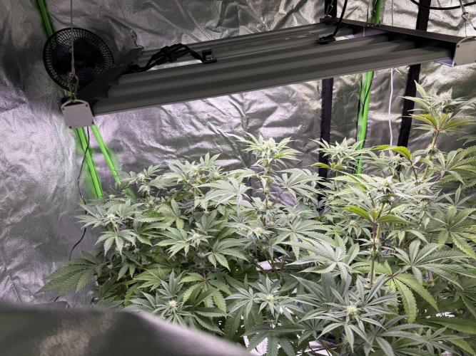 Cali-Octane & Tangie land. Week 17