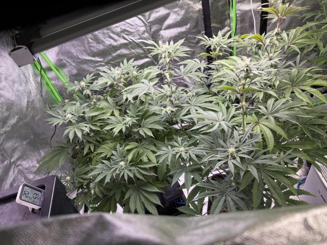 Cali-Octane & Tangie land. Week 17