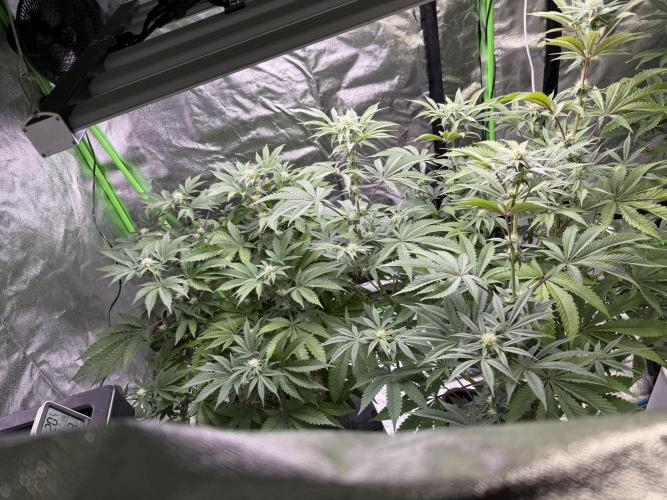 Cali-Octane & Tangie land. Week 17