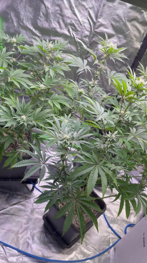 Cali-Octane & Tangie land