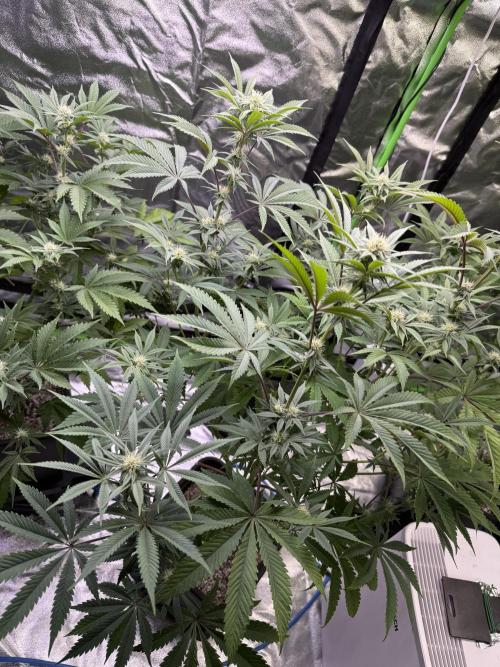 Cali-Octane & Tangie land. Week 17