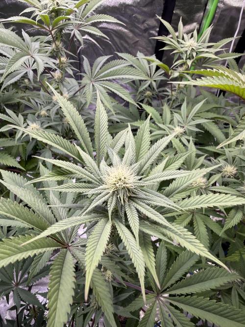 Cali-Octane & Tangie land. Week 17