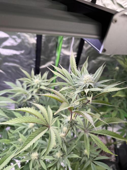 Cali-Octane & Tangie land. Week 17