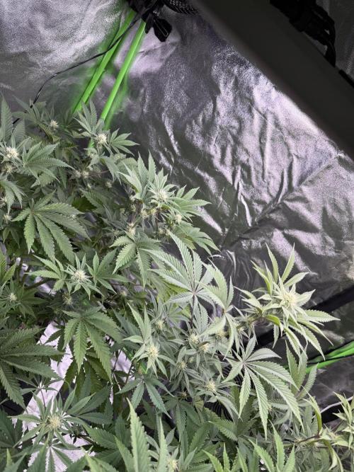 Cali-Octane & Tangie land. Week 17