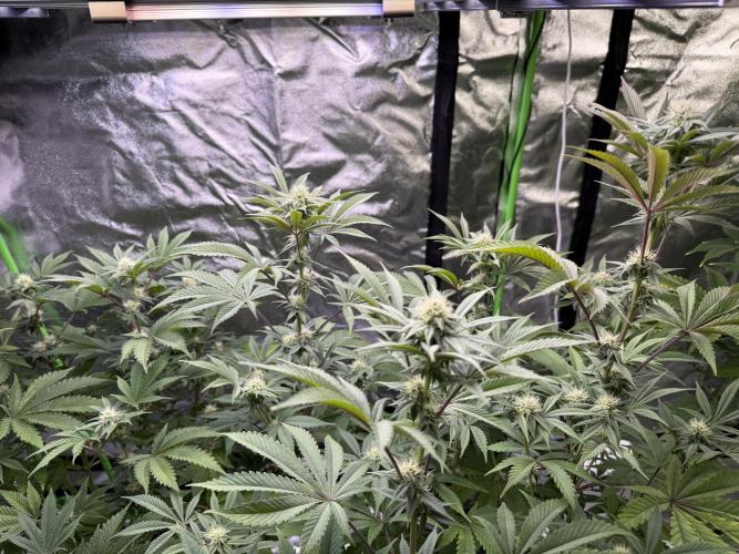 Cali-Octane & Tangie land. Week 18