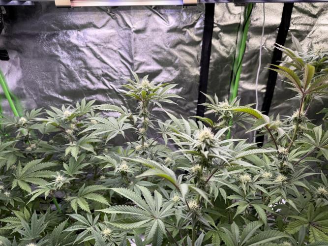 Cali-Octane & Tangie land. Week 18