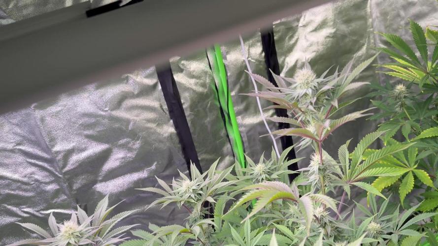 Cali-Octane & Tangie land