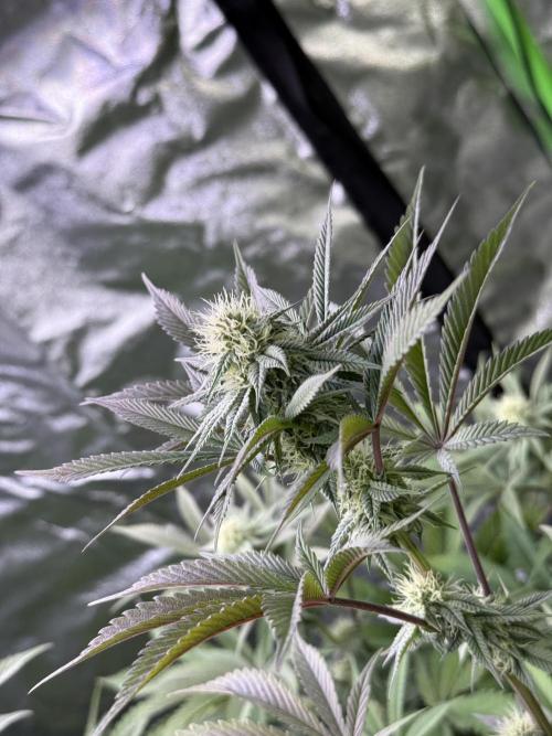 Cali-Octane & Tangie land. Week 19