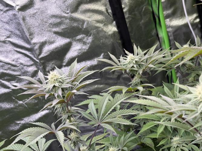 Cali-Octane & Tangie land. Week 19