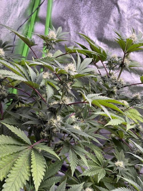 Cali-Octane & Tangie land. Week 19