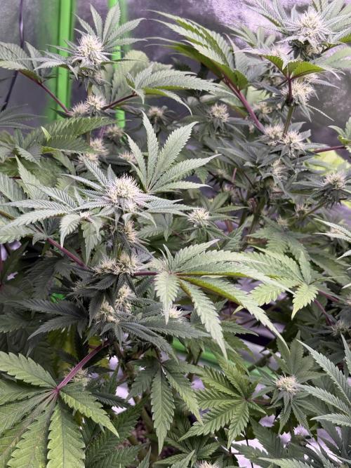 Cali-Octane & Tangie land. Week 19