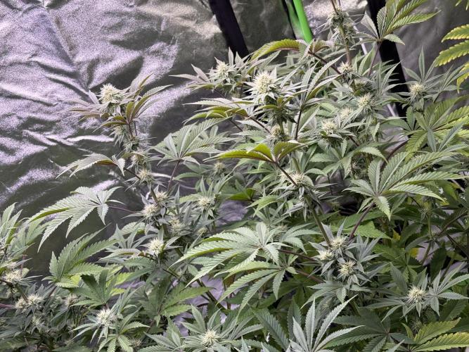 Cali-Octane & Tangie land. Week 19