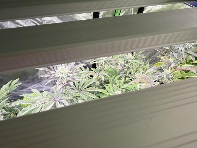 Cali-Octane & Tangie land. Week 20