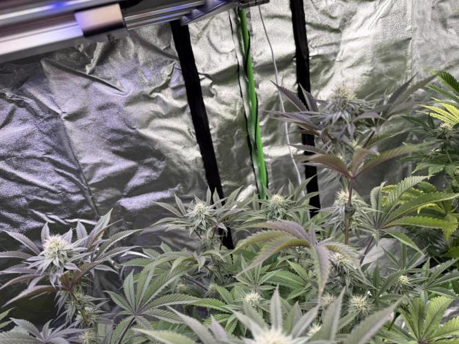 Cali-Octane & Tangie land. Week 20