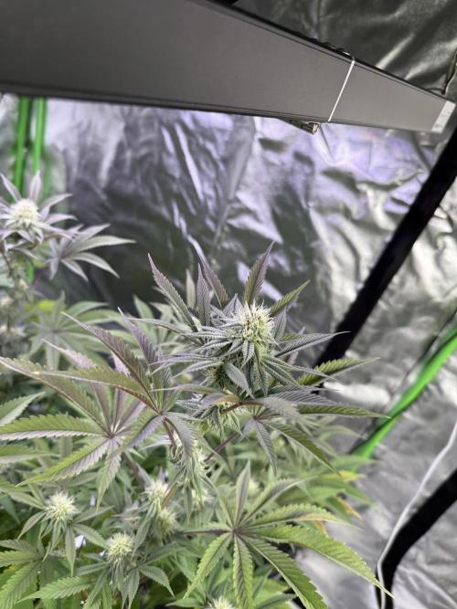 Cali-Octane & Tangie land. Week 20