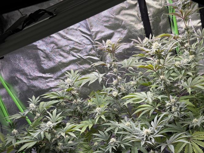 Cali-Octane & Tangie land. Week 20