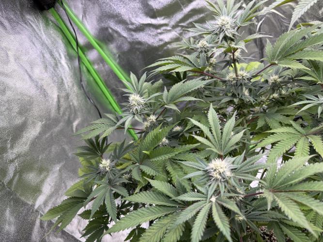 Cali-Octane & Tangie land. Week 20