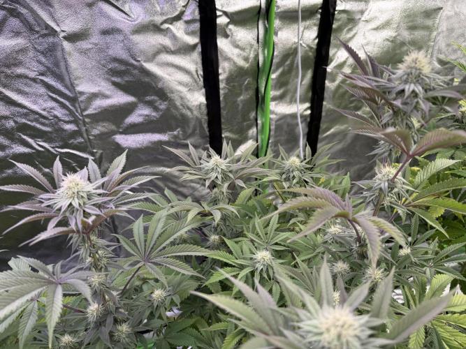 Cali-Octane & Tangie land. Week 20