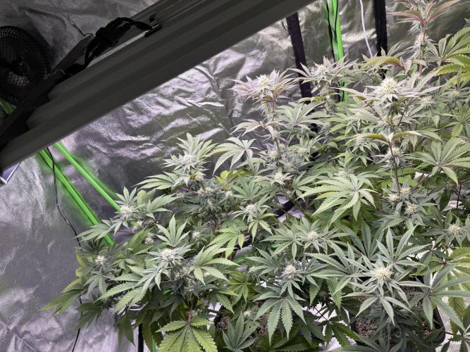 Cali-Octane & Tangie land. Week 20