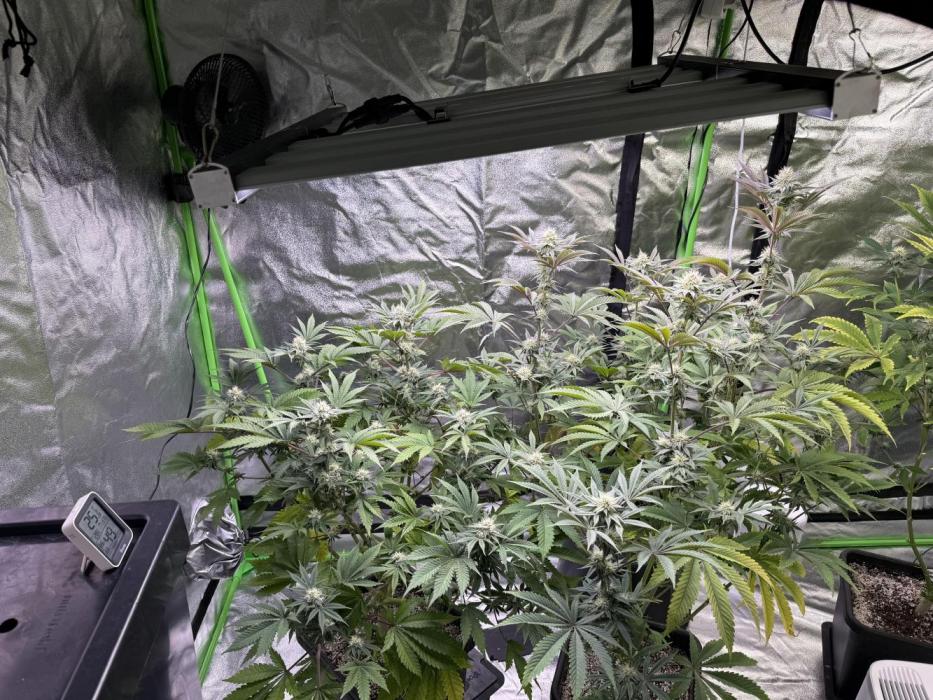 Cali-Octane & Tangie land. Week 21