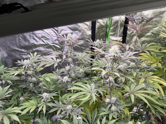 Cali-Octane & Tangie land. Week 22