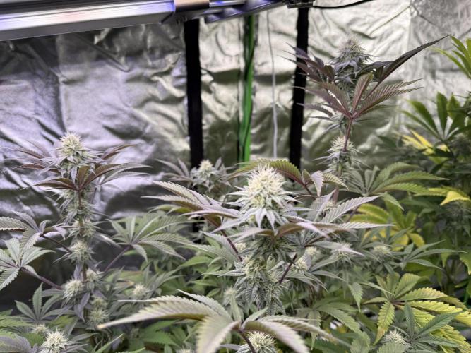 Cali-Octane & Tangie land. Week 22