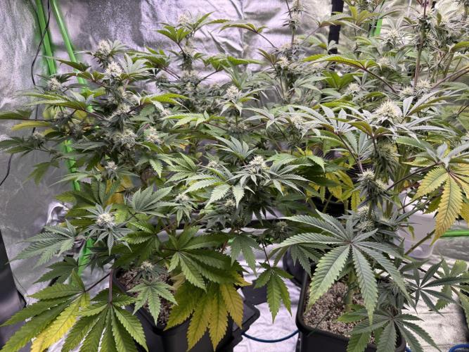 Cali-Octane & Tangie land. Week 22