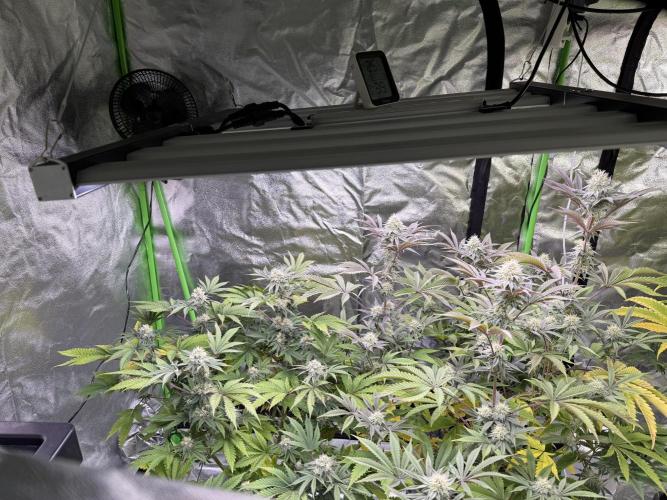 Cali-Octane & Tangie land. Week 23