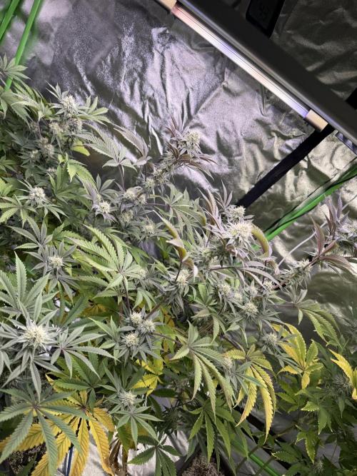 Cali-Octane & Tangie land. Week 23