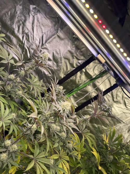 Cali-Octane & Tangie land. Week 23