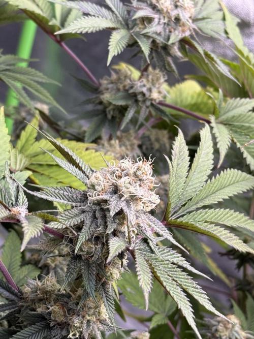 Cali-Octane & Tangie land. Week 24