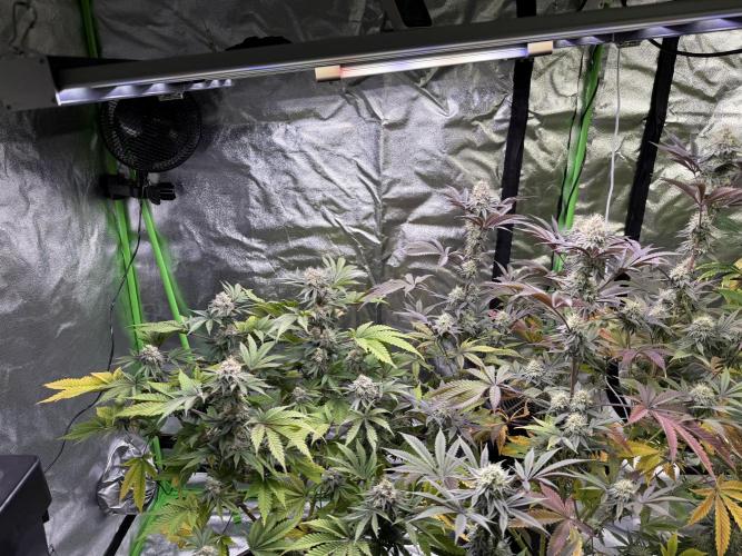 Cali-Octane & Tangie land. Week 24