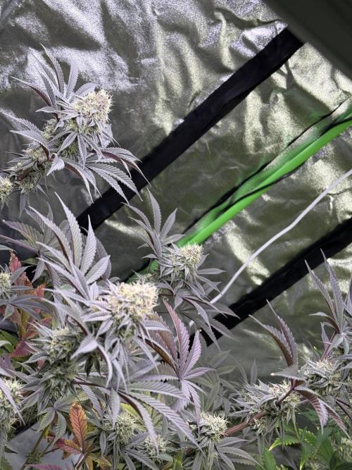 Cali-Octane & Tangie land. Week 25