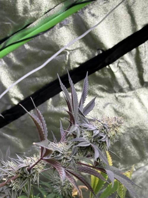 Cali-Octane & Tangie land. Week 25