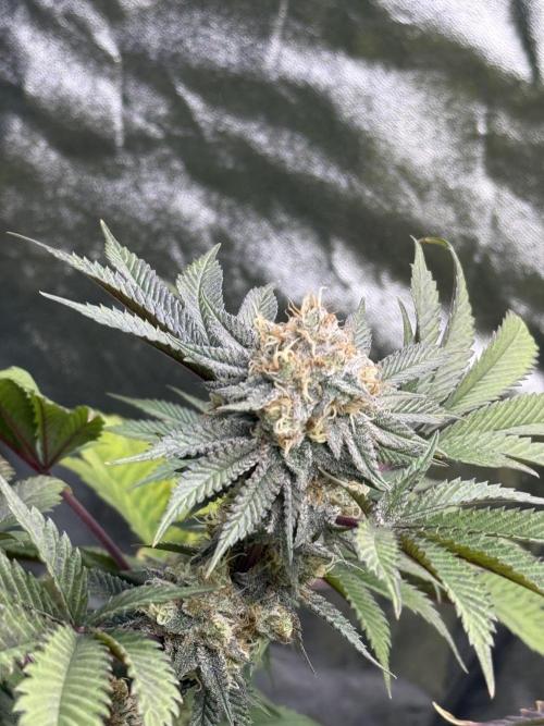 Cali-Octane & Tangie land. Week 25