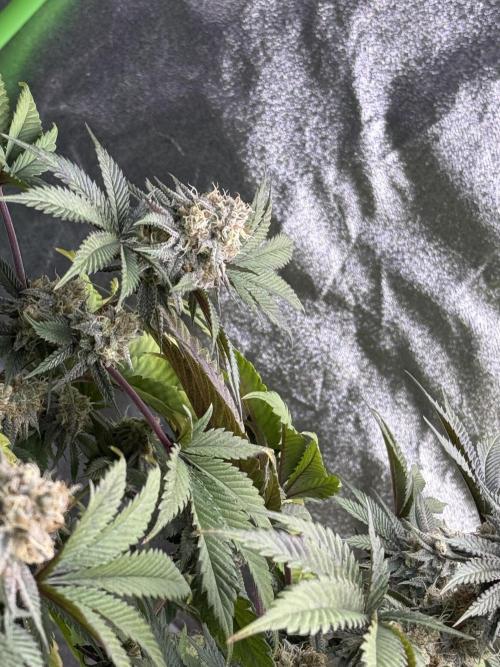 Cali-Octane & Tangie land. Week 25