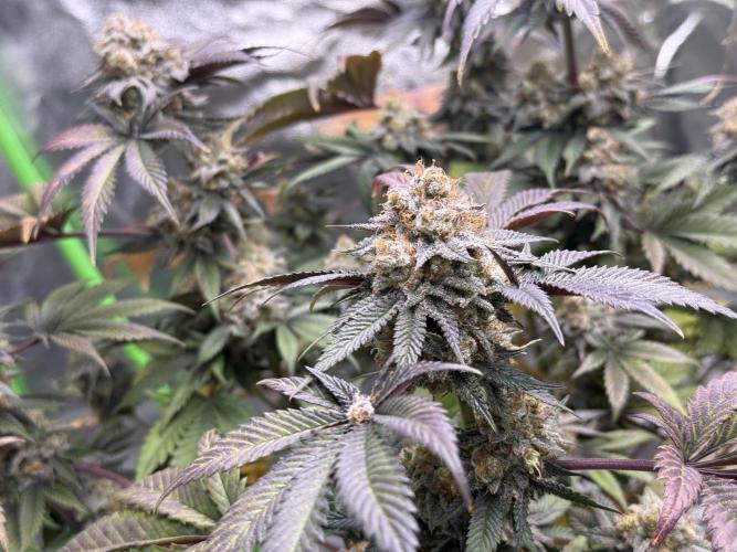 Cali-Octane & Tangie land. Week 26