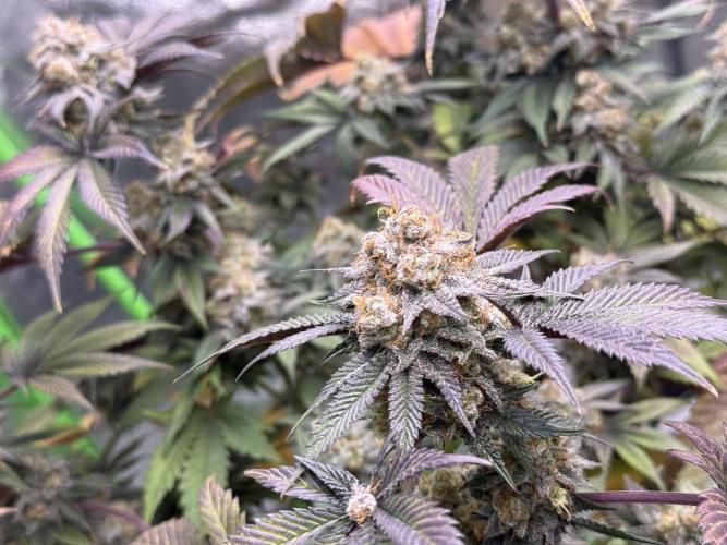 Cali-Octane & Tangie land. Week 26