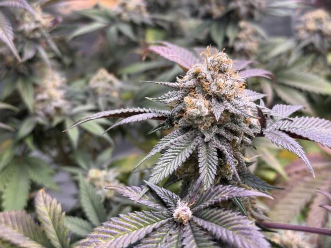 Cali-Octane & Tangie land. Week 26