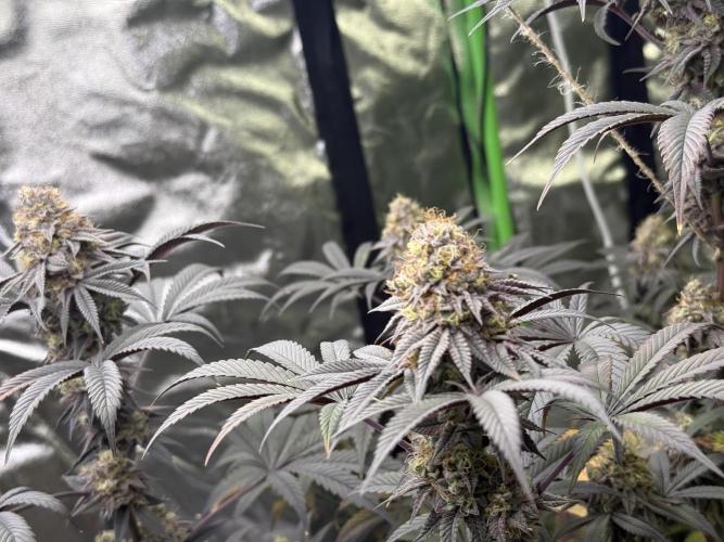 Cali-Octane & Tangie land. Week 26