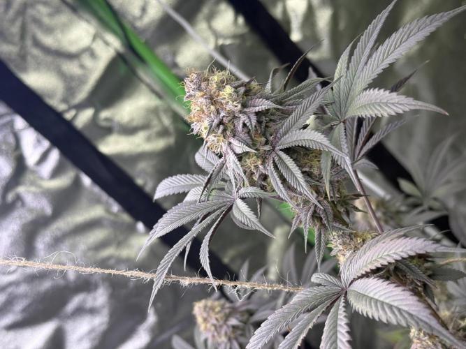 Cali-Octane & Tangie land. Week 26