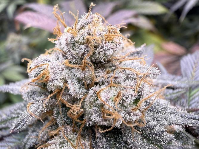 Cali-Octane & Tangie land. Week 27