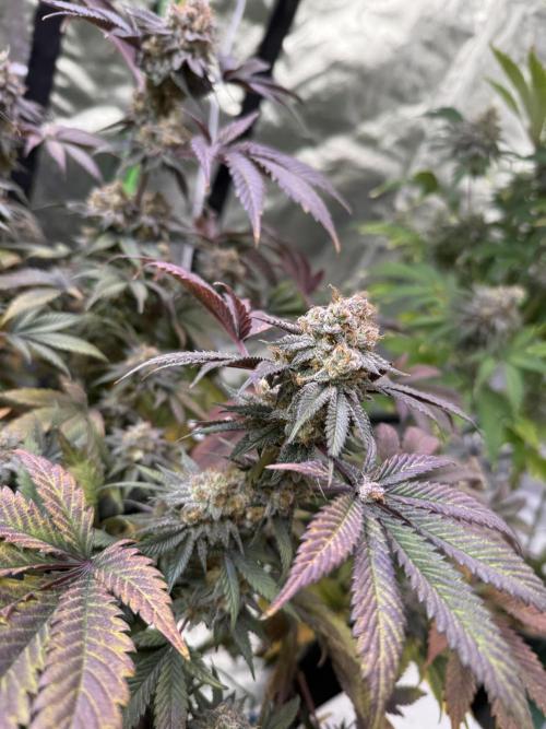 Cali-Octane & Tangie land. Week 27