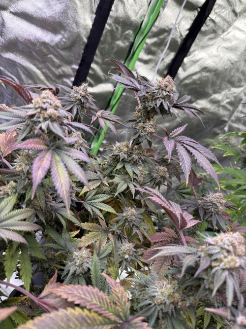 Cali-Octane & Tangie land. Week 27