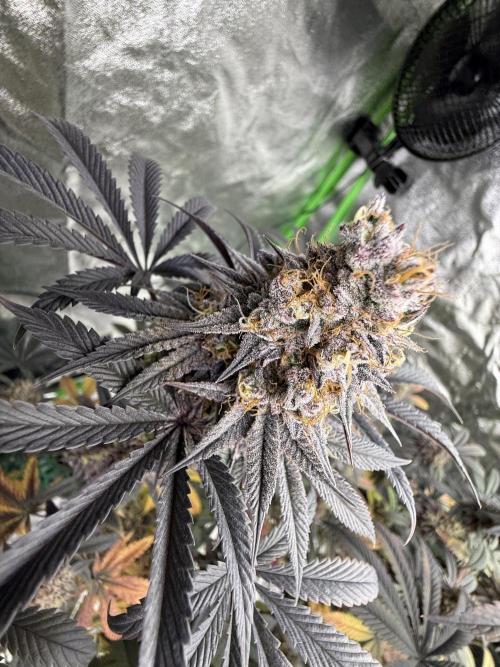 Cali-Octane & Tangie land. Week 28