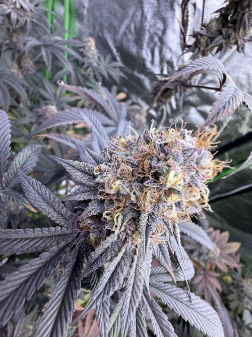 Cali-Octane & Tangie land. Week 28