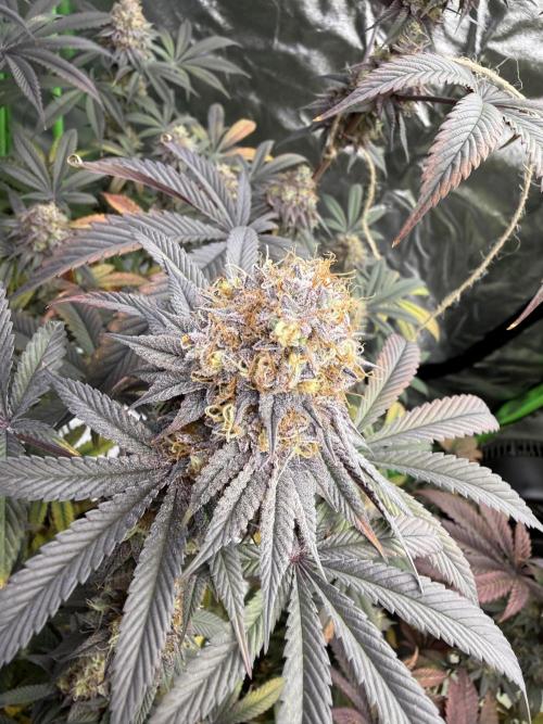 Cali-Octane & Tangie land. Week 28