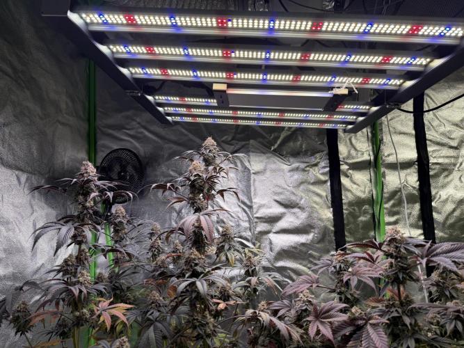 Cali-Octane & Tangie land. Week 28