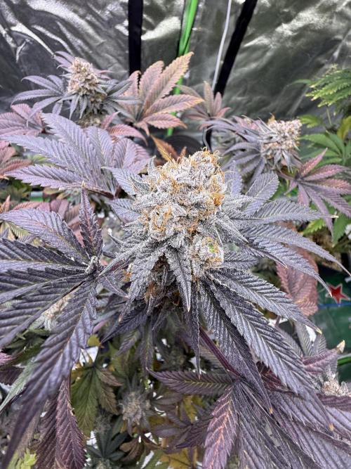 Cali-Octane & Tangie land. Week 28